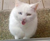 1年以上も隣の家から通い続ける猫。毎日、ドアや窓をノックして、オヤツやナデナデを要求してくる ( *´艸｀)♡