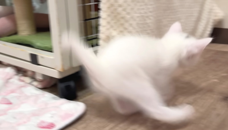 ドリフトを覚えた子猫