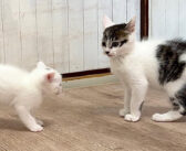 兄猫に鍛えられた結果、ドリフトを覚えた生後30日の子猫。エネルギー全開の無邪気な姿が可愛すぎる ( *´艸｀)♡