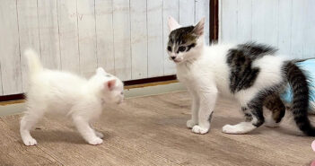 兄猫に鍛えられた子猫