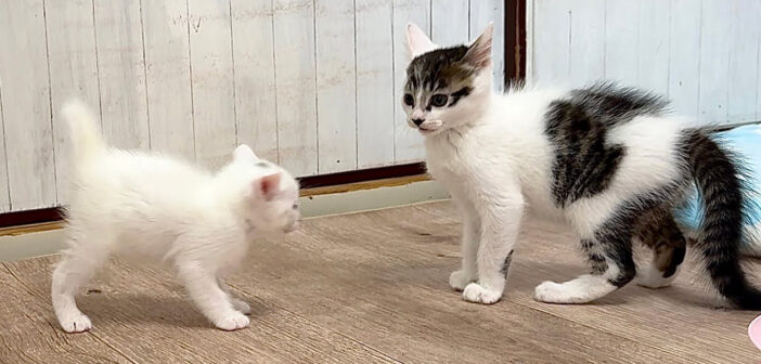 兄猫に鍛えられた結果、ドリフトを覚えた生後30日の子猫。エネルギー全開の無邪気な姿が可愛すぎる ( *´艸｀)♡