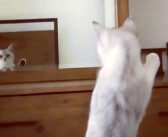 「え? 何これ!?」鏡を見て自分の耳の存在に気づいた猫さん。ドキドキしながら耳を確認する様子が可愛すぎる ( *´艸`)♡