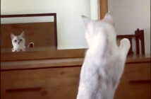 自分の耳に気づいた猫