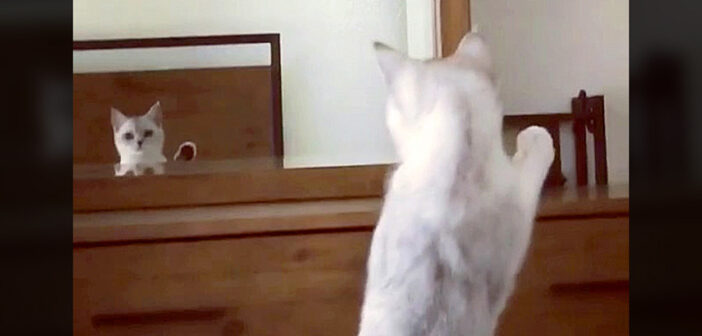 「え？ 何これ!?」鏡を見て自分の耳の存在に気づいた猫さん。ドキドキしながら耳を確認する様子が可愛すぎる ( *´艸｀)♡