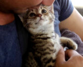 車道の真ん中で動けなくなっていた子猫。保護して車に入れてあげると… 最高の笑顔を見せてくれた (*´ｪ｀*)