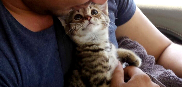 車道の真ん中で動けなくなっていた子猫。保護して車に入れてあげると… 最高の笑顔を見せてくれた (*´ｪ｀*)