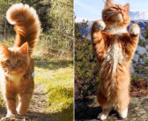 家族として迎えてくれたことがとっても嬉しかった猫。大好きな夫婦の後をどこまでも追いかけて、大自然の中を大冒険！