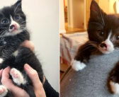 保護してもらえたのが嬉しかった子猫。助けてくれた女性から片時も離れられなくて、どこに行くにもいつも一緒！