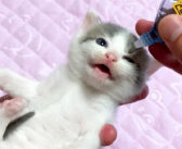 初めて目薬をさす赤ちゃん猫。一生懸命に頑張る姿に思わず応援したくなる！