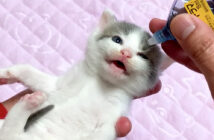 初めて目薬をさした子猫