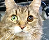 不思議な瞳を持つオッドアイの野良猫。保護主さんのお店で働き始めると、あっという間にみんなの人気者に (*´ω｀*)♪