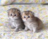 ピッタリと寄り添う子猫の姉妹。つぶらな瞳を輝かせながら、興味津々でキョロキョロする姿が可愛すぎてキュンとする♡