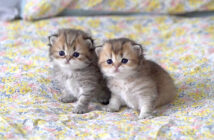 寄り添う子猫の姉妹