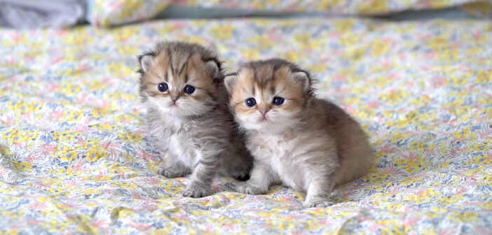 ピッタリと寄り添う子猫の姉妹。つぶらな瞳を輝かせながら、興味津々でキョロキョロする姿が可愛すぎてキュンとする♡