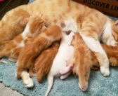 庭のポーチに迷い込んだ猫が家の中で子猫を出産！ 獣医さんに聞いていた以上の出産数に、保護主さんもビックリ！