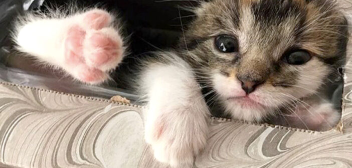 ある日突然、家の中から子猫の姿が消えた! 家族総出で家中を探し回っていると、1時間後に予想外の場所で発見!