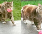 毎日、隣の家から遊びにやってくる猫さん。春になると何度も花を持ってきて、「ありがとう」の気持ちを伝えてきた♡