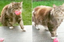 花を持ってくる猫