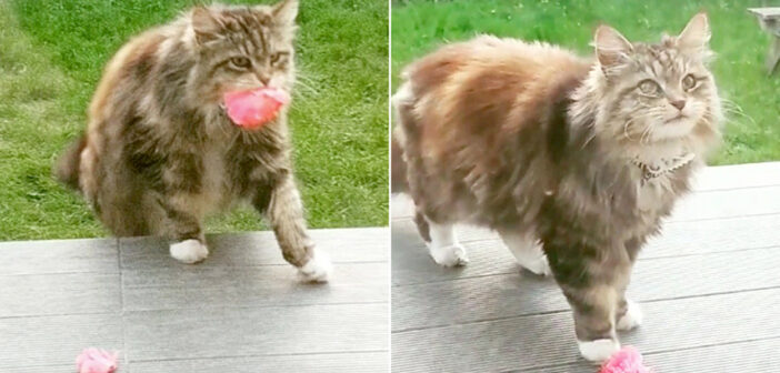 花を持ってくる猫