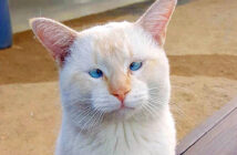 フードコートの猫