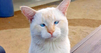 フードコートの猫