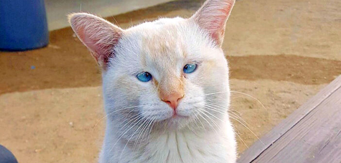 フードコートの猫