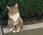 「今日も一緒に遊ぼ♪」親友の猫と遊ぶために、毎日家にやって来る隣の猫。いつも窓の外で礼儀正しく待っています♪