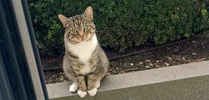 「今日も一緒に遊ぼ♪」親友の猫と遊ぶために、毎日家にやって来る隣の猫。いつも窓の外で礼儀正しく待っています♪