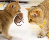 父猫のところに子猫を運んできた母猫。父猫と子猫のふれあいの時間を作る母猫の姿に心が温まる (*´ω｀*)♡