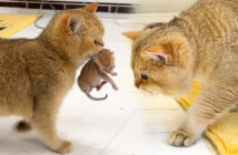 子猫を父猫の元に運ぶ母猫