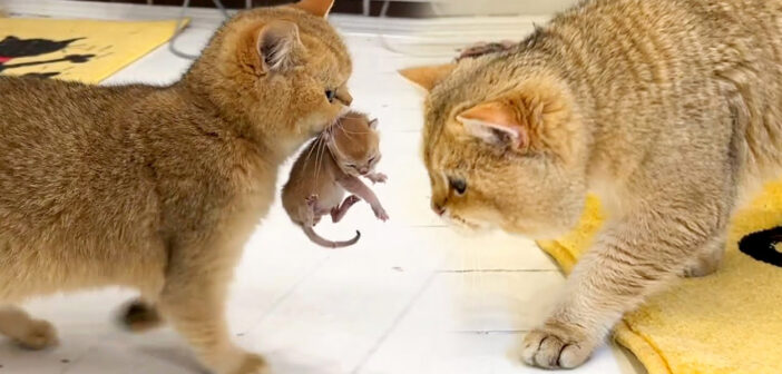 子猫を父猫の元に運ぶ母猫