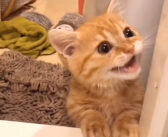 お風呂に入る飼い主さんを心配する子猫。「そこ危ない場所だよぉー！」と一生懸命伝えてくる姿が可愛かった♡