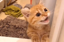 危険を伝える子猫