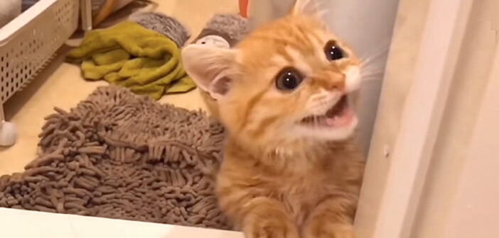 危険を伝える子猫