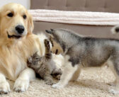 ゴールデンレトリバーとハスキーの子犬に初めて会った子猫。3匹の可愛すぎる反応に、思わず頬が緩んでしまう (*´ｪ｀*)