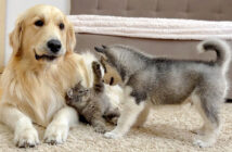 グイグイ来る子犬に警戒する子猫