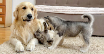 グイグイ来る子犬に警戒する子猫