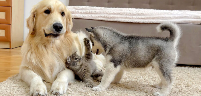 ゴールデンレトリバーとハスキーの子犬に初めて会った子猫。3匹の可愛すぎる反応に、思わず頬が緩んでしまう (*´ｪ｀*)
