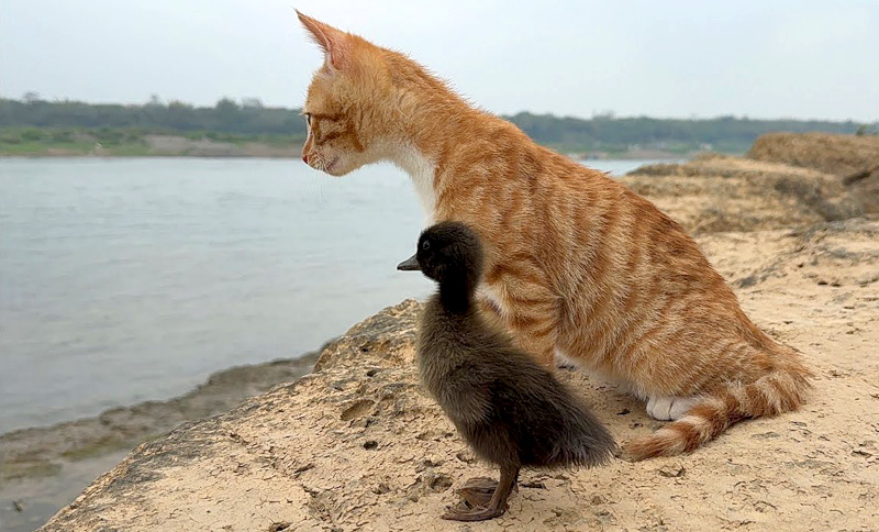 海を眺める子猫とヒナ