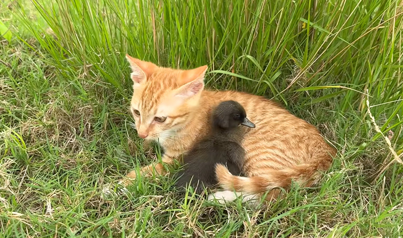 一緒に休む子猫とヒナ
