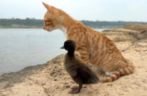 海を眺める子猫とヒナ