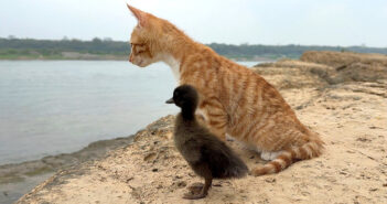 海を眺める子猫とヒナ