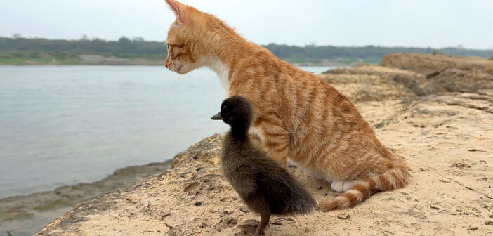 海を眺める子猫とヒナ