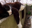 塀の上で眠る猫
