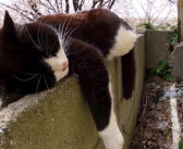 ブロック塀を抱き枕にして眠る猫さん。ナデナデされても全く動じることなく、眠り続ける様子がとっても可愛い ( *´艸｀)♡