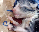 雨の中、完全に動かなくなっていた子猫。せめて埋葬してあげようと思った女性が微かな鼓動に気付き、瀕死の命を救い出す