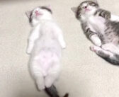 遊び疲れて寝落ちした子猫達。ヘソ天で無防備に眠る様子があまりにも可愛すぎてキュンとする ( *´艸｀)♡