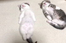 ヘソ天で眠る子猫達