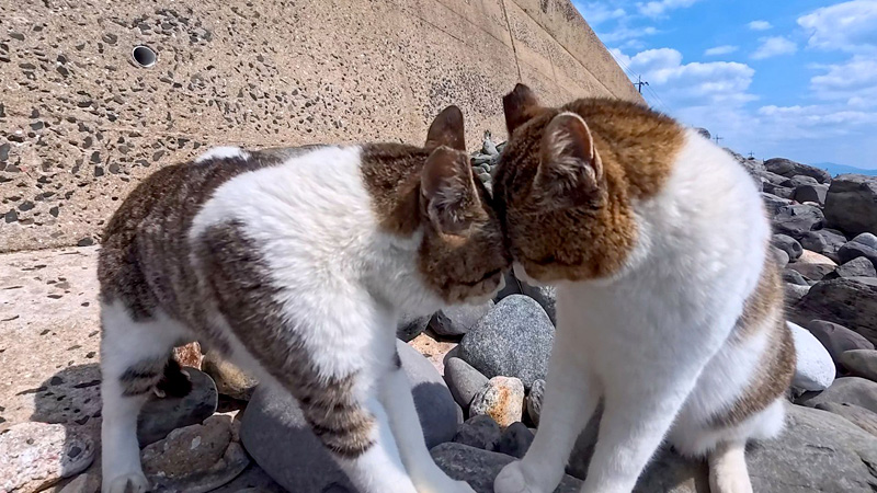 額を当てて怒鳴り合う猫達
