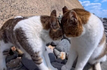 額を当てて怒鳴り合う猫達